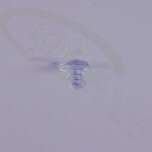60531 - Transparent glass shelf support